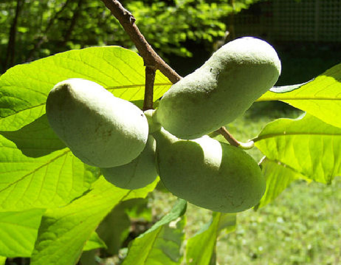 Asimina trojlaločná ´Mary Foos Johnson´ - Banán Severu