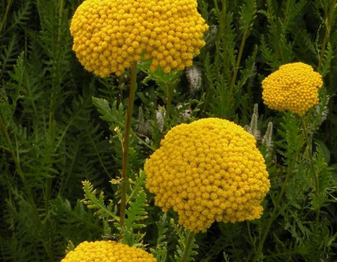 Rebríček ´Variety´s Parkery´