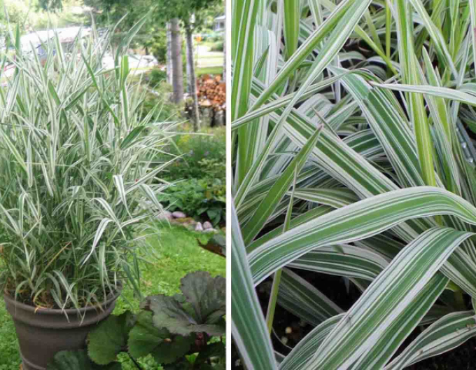 Chrastnica ´Picta´