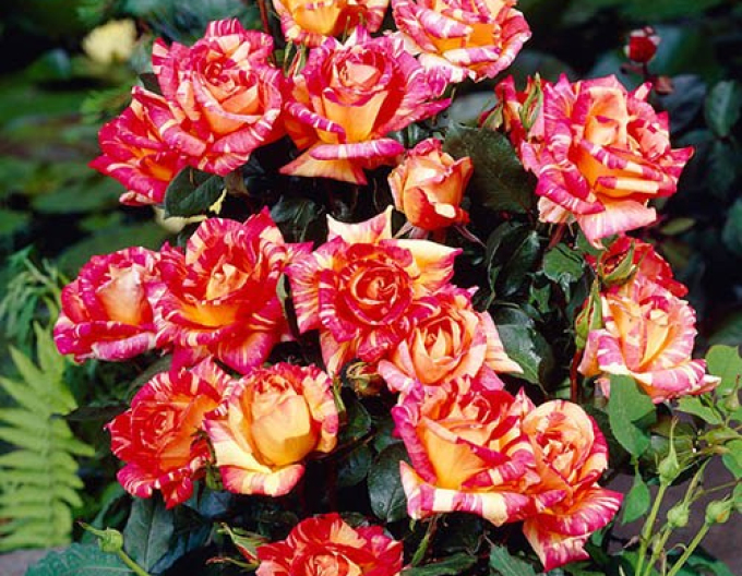 Ruža stromčeková ´Harry Wheatcroft´