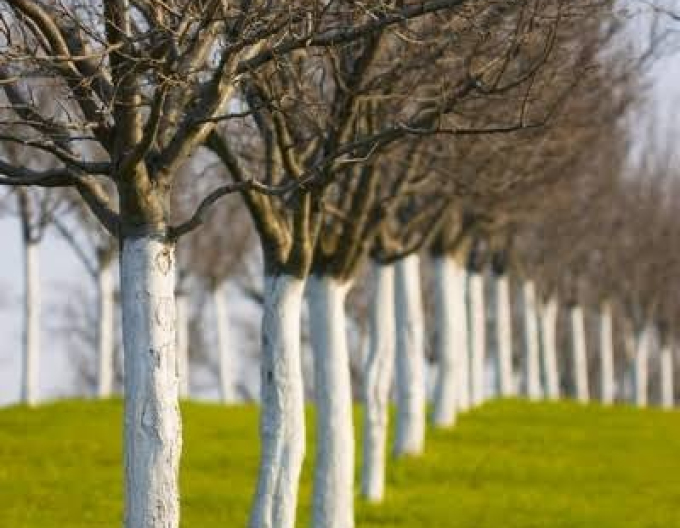 Biovita Vápno na bielenie stromov a kríkov vedierko 1kg