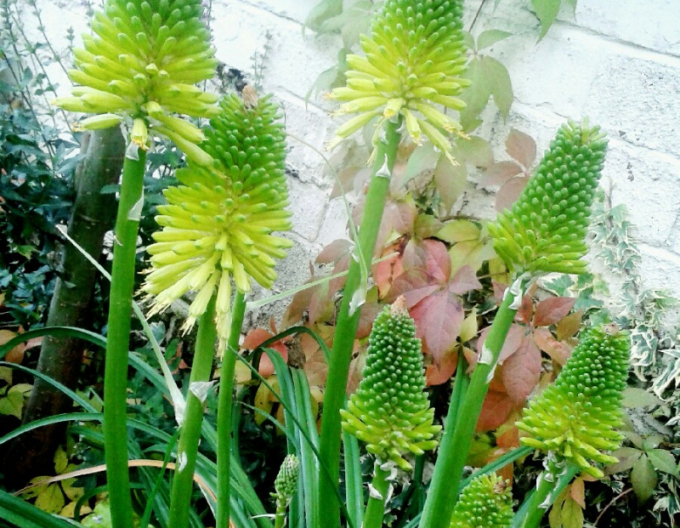 Fakľovka  ’Limelight’