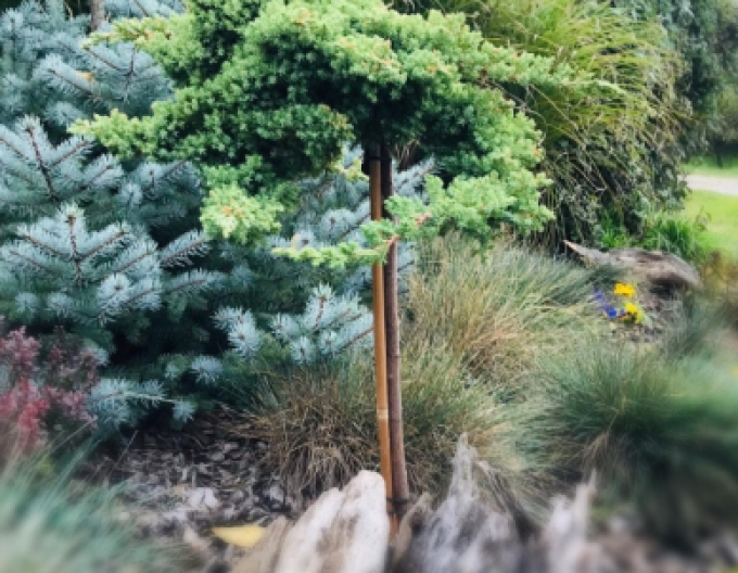 Borievka poliehavá ´Nana´ na kmienku