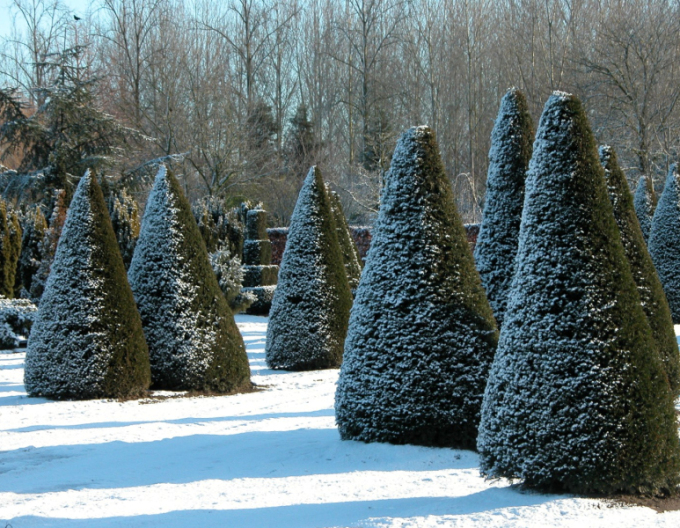 Tis obyčajný ´Cono´