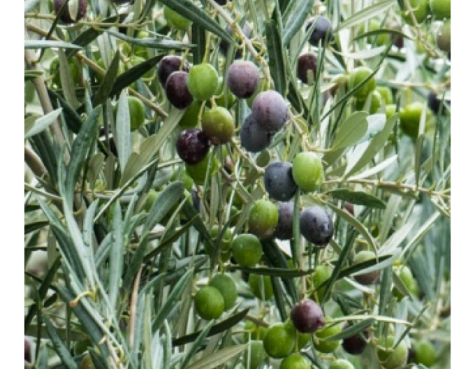 Olivovník európsky ´Cipressino´ 80 - 100cm