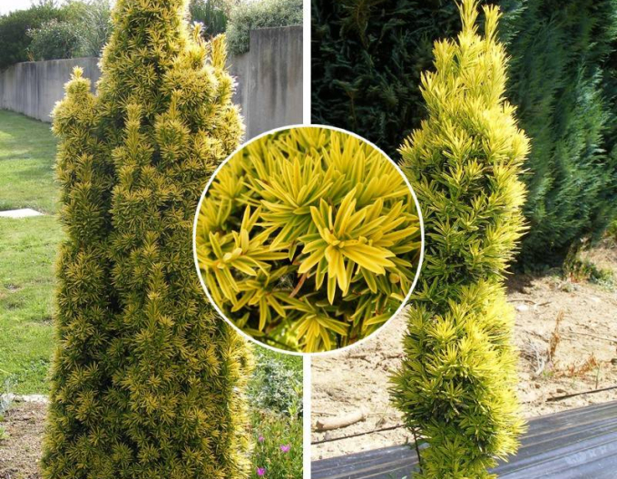 Tis obyčajný ´Aurea´