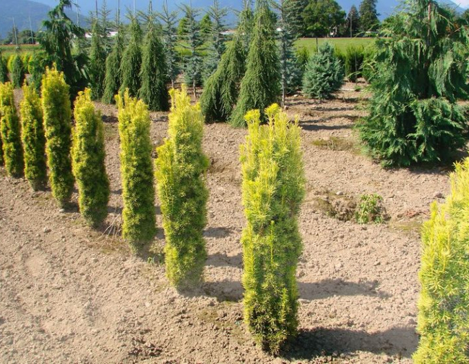 Tis obyčajný ´Aurea´