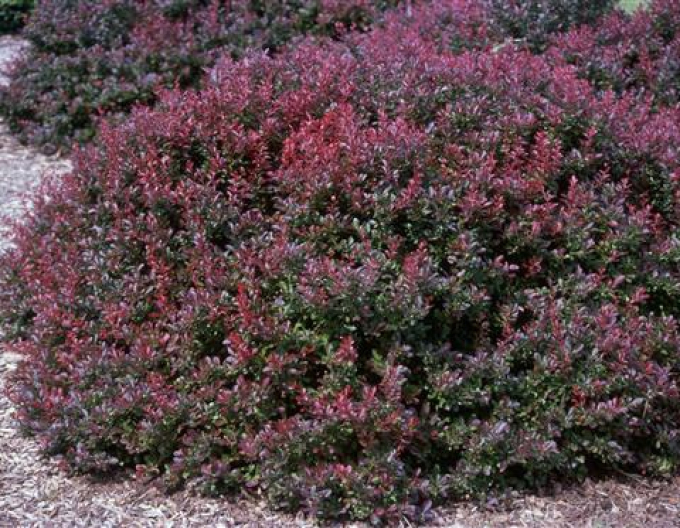 Dráč Thunbergov ´Atropurpurea Nana´