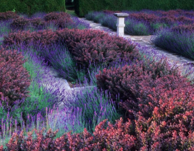 Dráč Thunbergov ´Atropurpurea Nana´