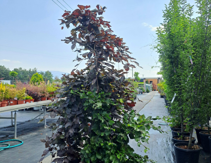 Buk červený previslý