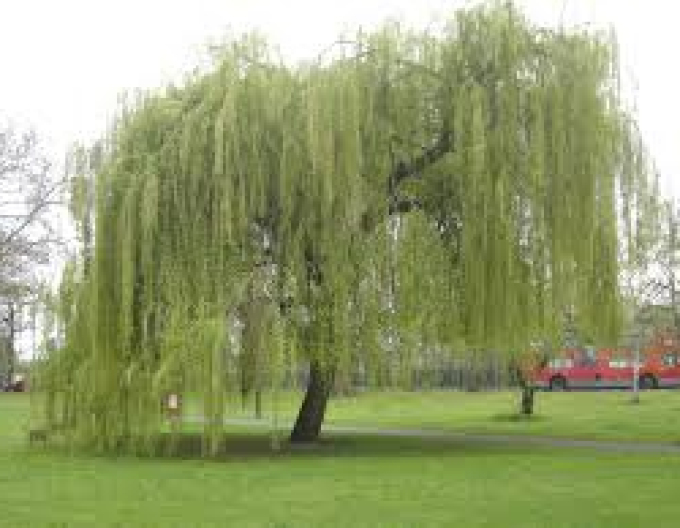 Vŕba babylonská (smutná vŕba)