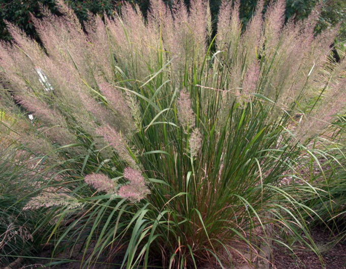 Smlz - Calamagrostis brachytricha