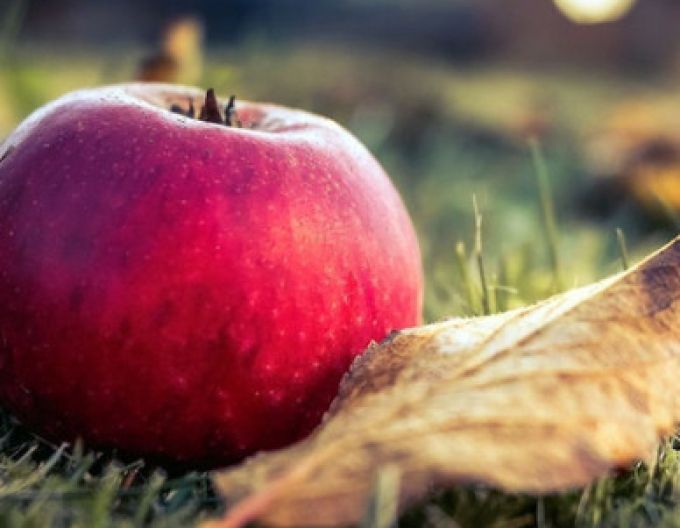 Jabloň ´Florina´ zimná, podp. MM106, kont. 5l