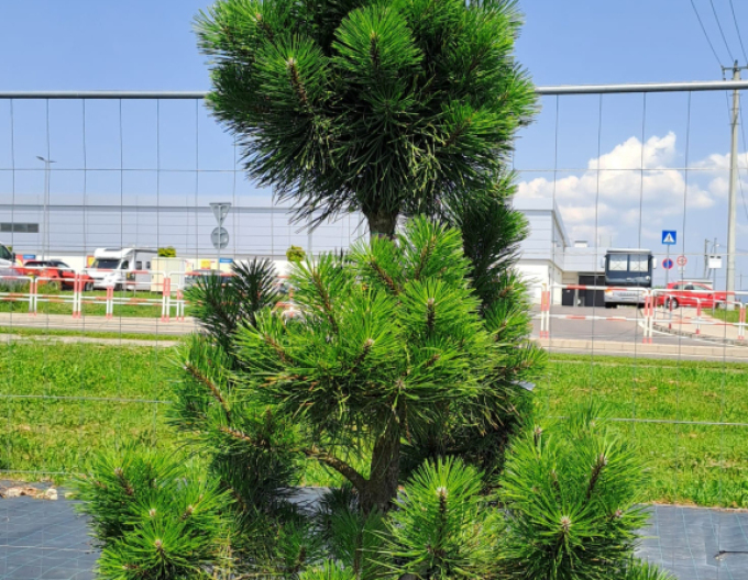 Borovica čierna ´Bonsaj´