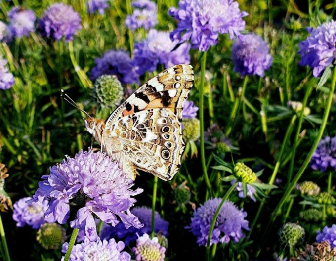 Hlaváč japonský ´Blue Note´