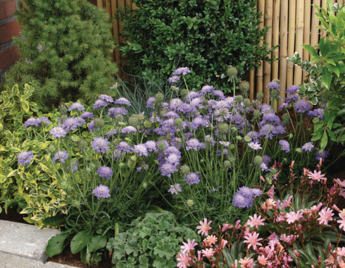 Hlaváč japonský ´Blue Note´