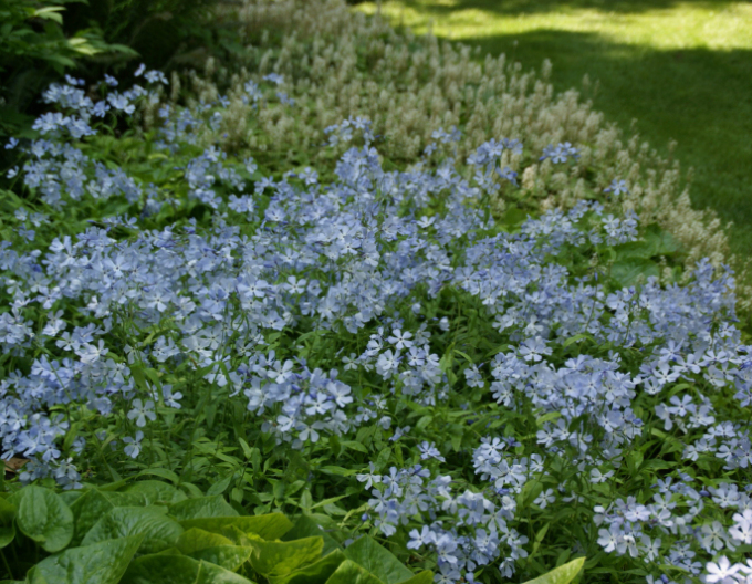 Flox rozložitý ´Clouds of Perfume´