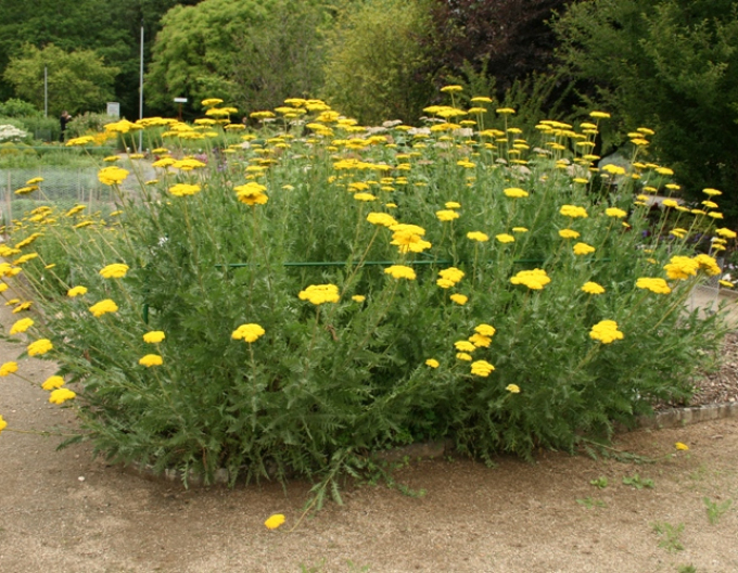 Rebríček ´Variety´s Parkery´