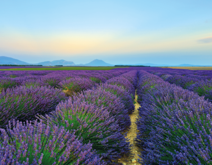 Levanduľa ‘Hidcote Blue’