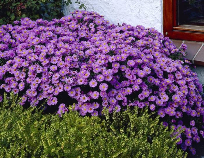 Astra ´Prof. Anton Kippenberg’´