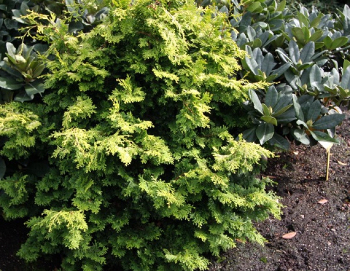 Cypruštek tupolistý ’Bronze Pygmy’