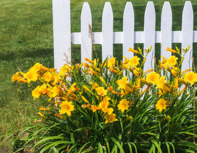 Ľaliovka ´Stella ´d´Oro´