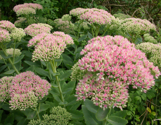 Rozchodník nádherný  ’Herbstfreude’