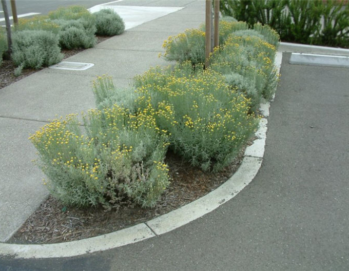 Santolina - Svätolína cyprusovitá