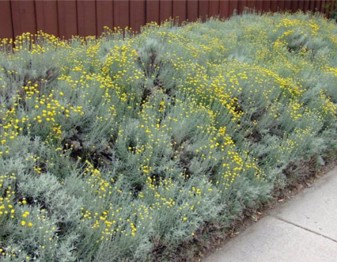 Santolina - Svätolína cyprusovitá