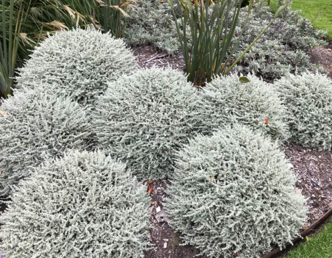 Santolina - Svätolína cyprusovitá