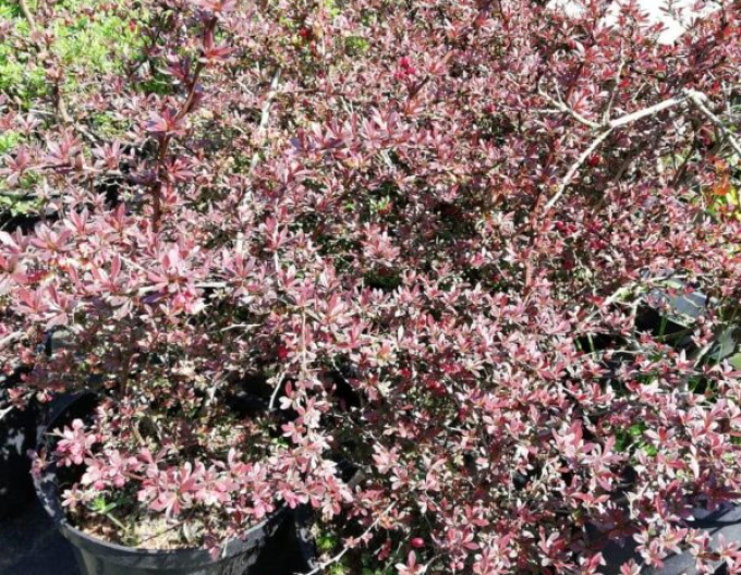 Dráč Thunbergov ´Red Dream´