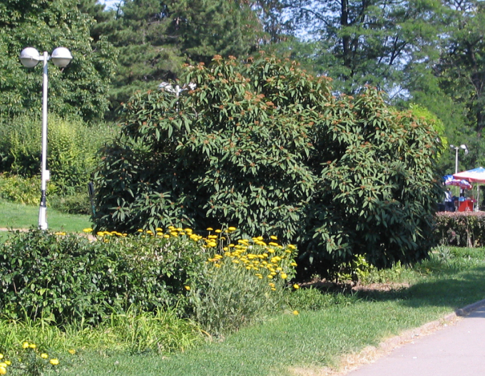 Kalina vrásčitolistá 3l