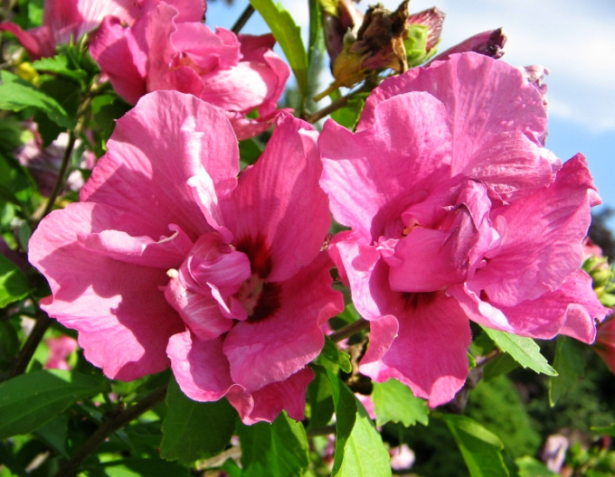 Ibištek sýrsky ´Duc De Brabant´