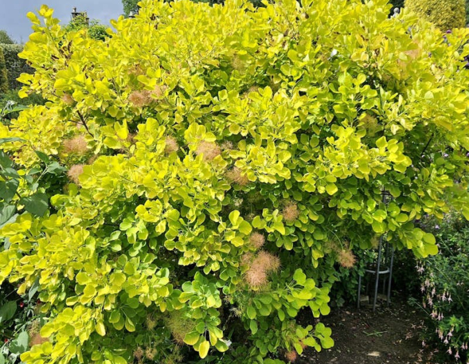 Škumpa vlasatá ´Golden Lady´