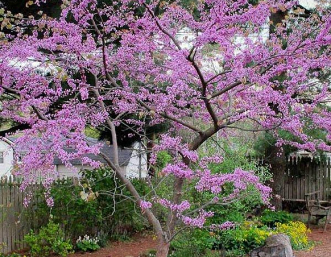 Judášovec kanadský ‘Forest Pansy’