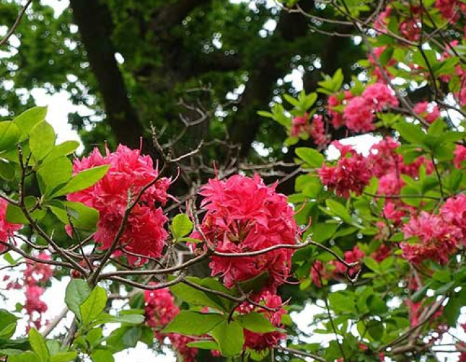 Azalka veľkokvetá "Homebush"