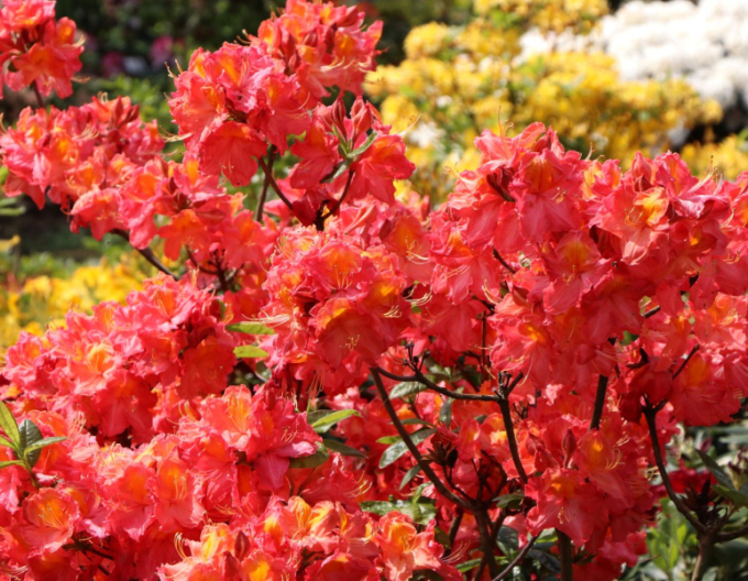 Azalka veľkokvetá ´Juanita´