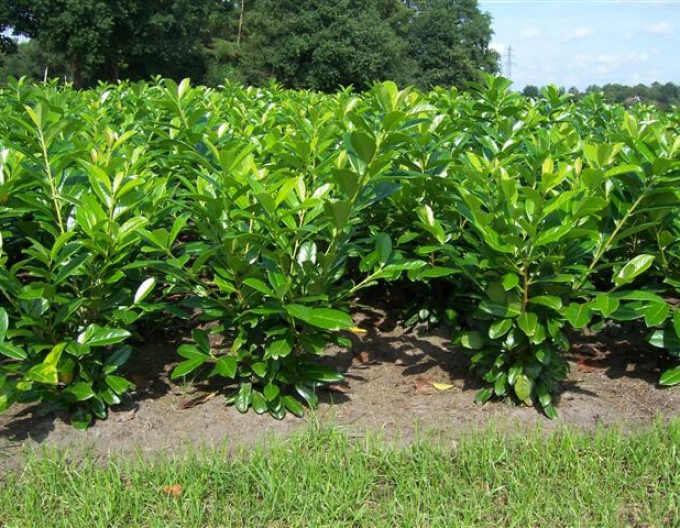 Vavrínovec lekársky ´Novita´ 4L