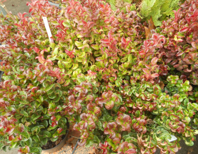 Leukote axillaris ´Curly Red´