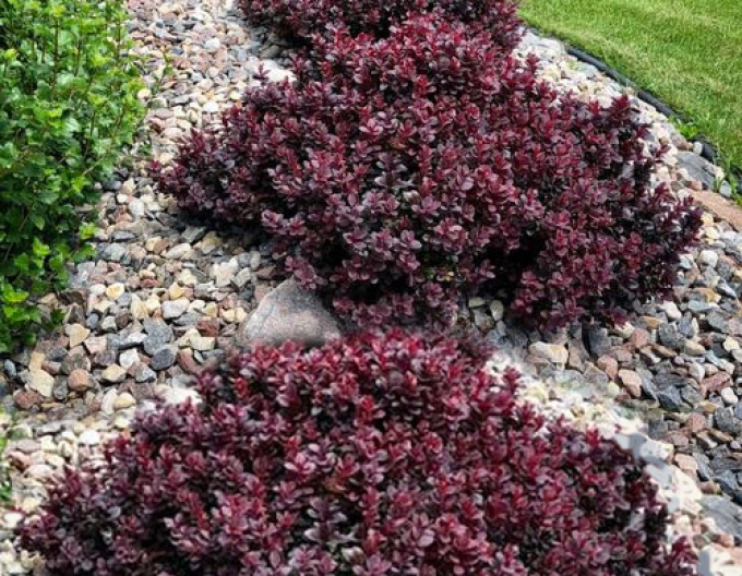 Dráč Thunbergov ´Concorde´