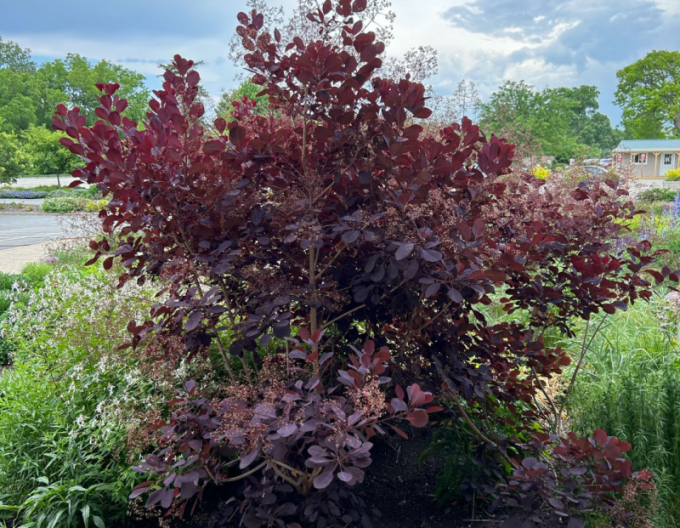 Škumpa vlasatá ´Royal Purple´ 125 - 150cm