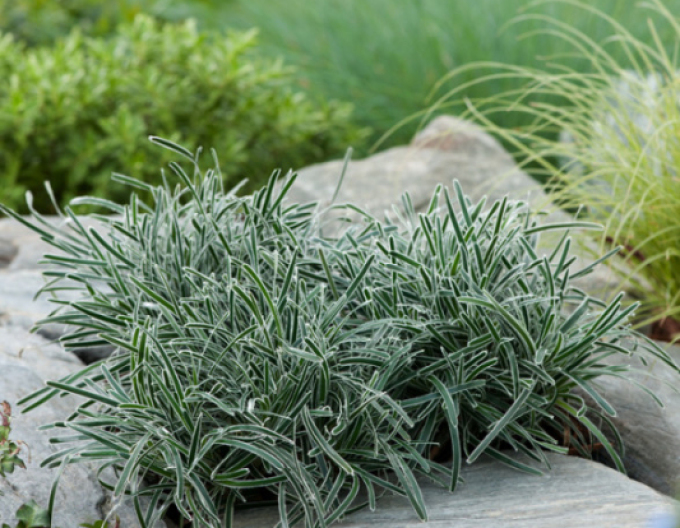 Ficínia ´Ice Crystal´