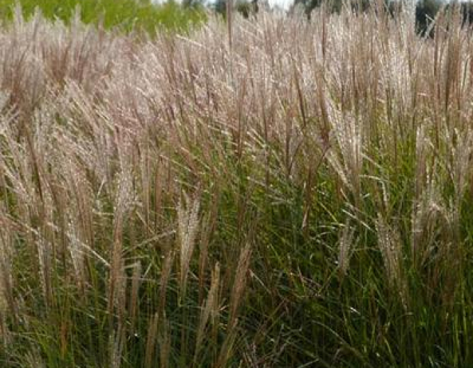 Ozdobnica čínska ´Serengeti´