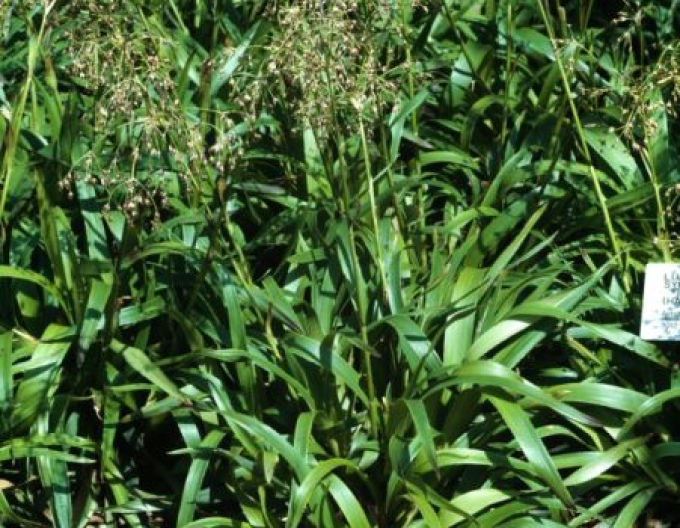 Chlpaňa lesná ´Starmaker´