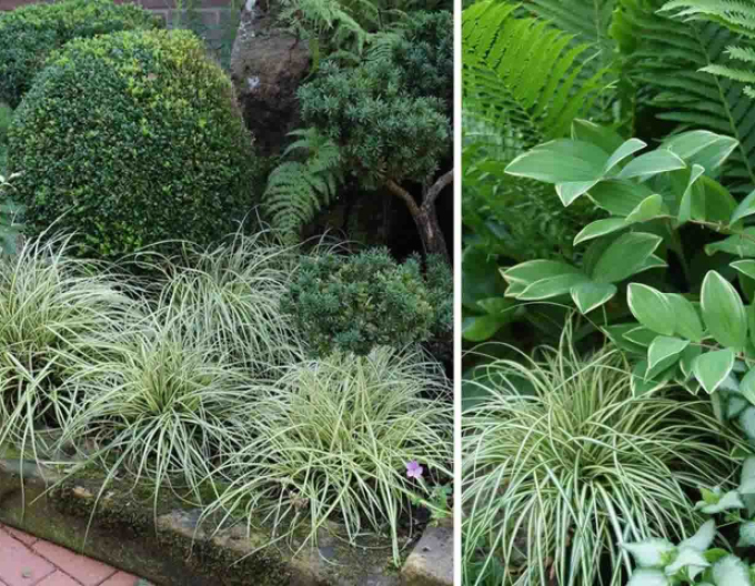 Ostrica ošimenská ´Evergold´