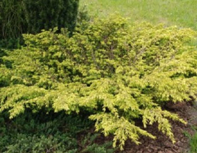 Borievka obyčajná "Goldschatz"