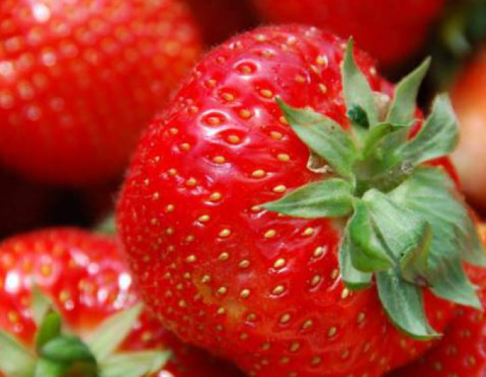 Jahoda "Honeoye" skorá odroda