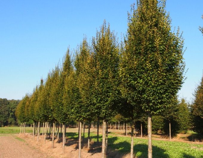 Hrab obyčajný ´Pyramidalis´