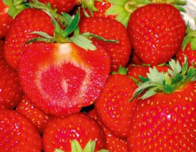 Jahoda ´Sonata´ stredne skorá odroda