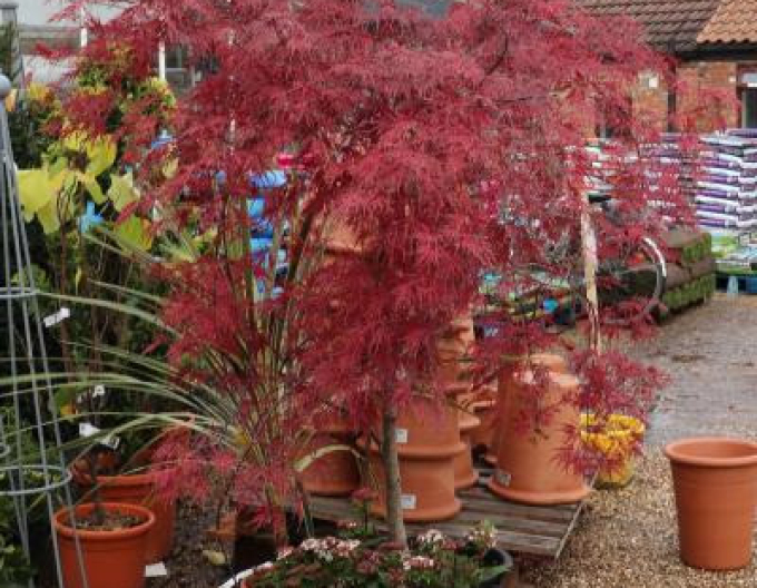 Javor dlaňovitolistý ´Garnet´ na kmienku 190cm